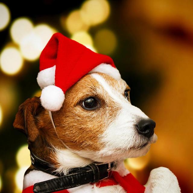 Funny Pet Party Hat